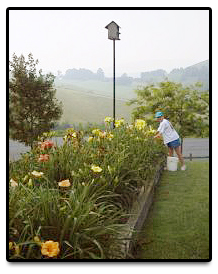 Mary Deadheading Plants