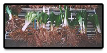 Daylilies Drying on The Rack