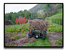 Mulching the daylily gardens