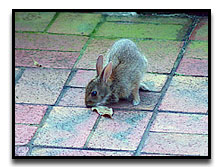 Come and see the natural wildlife at the gardens