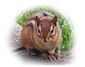 Mr. Chipmunk