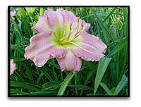 Daylilies