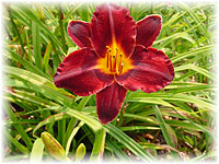 The Daylily Gardens